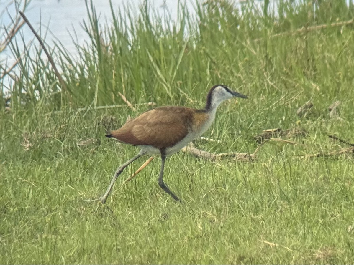Lesser Jacana - ML645320589