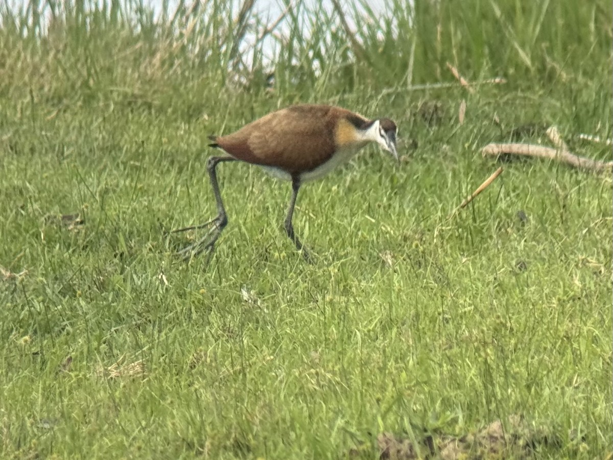 Lesser Jacana - ML645320590