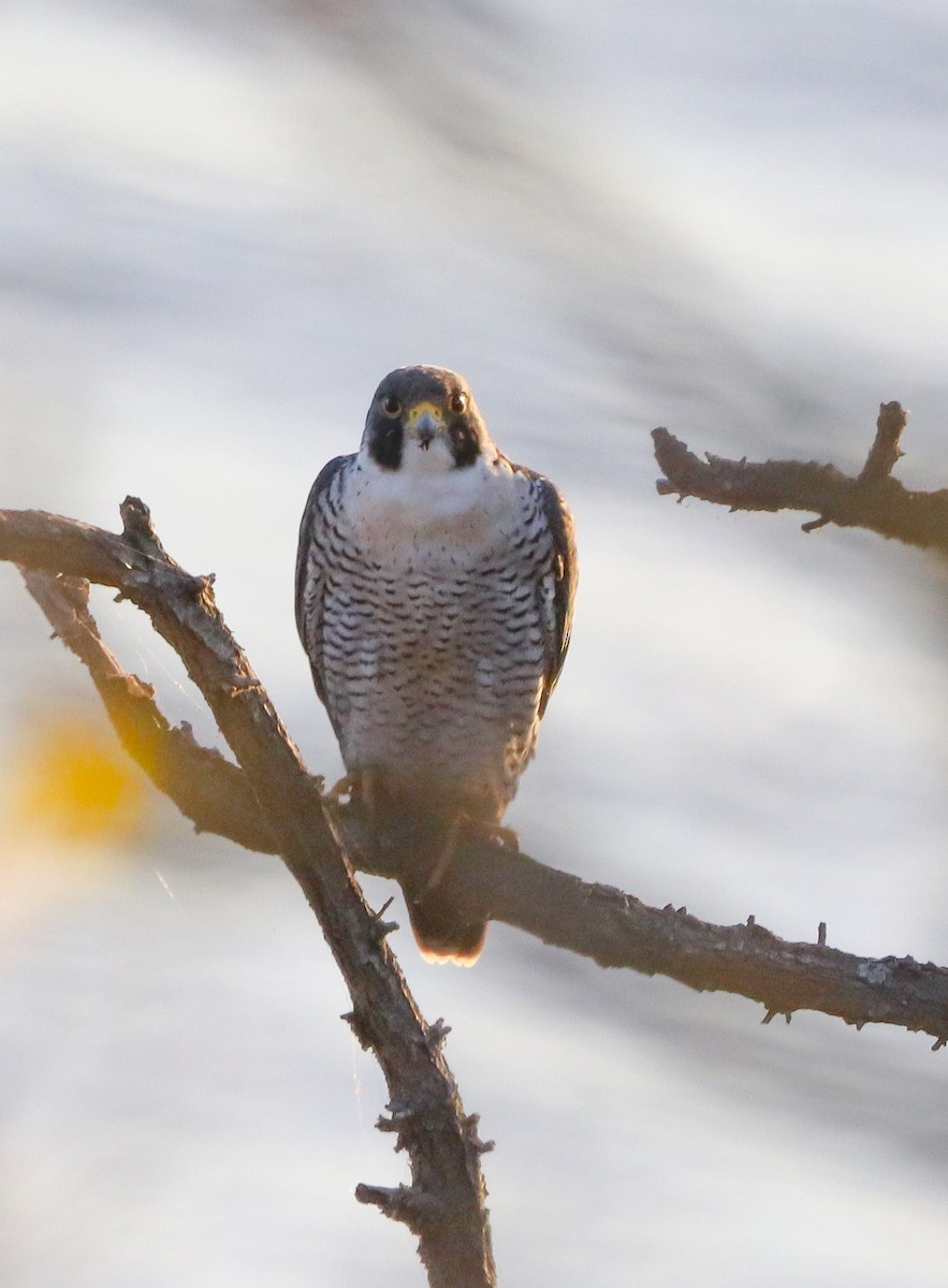Peregrine Falcon (Eurasian) - ML645320592