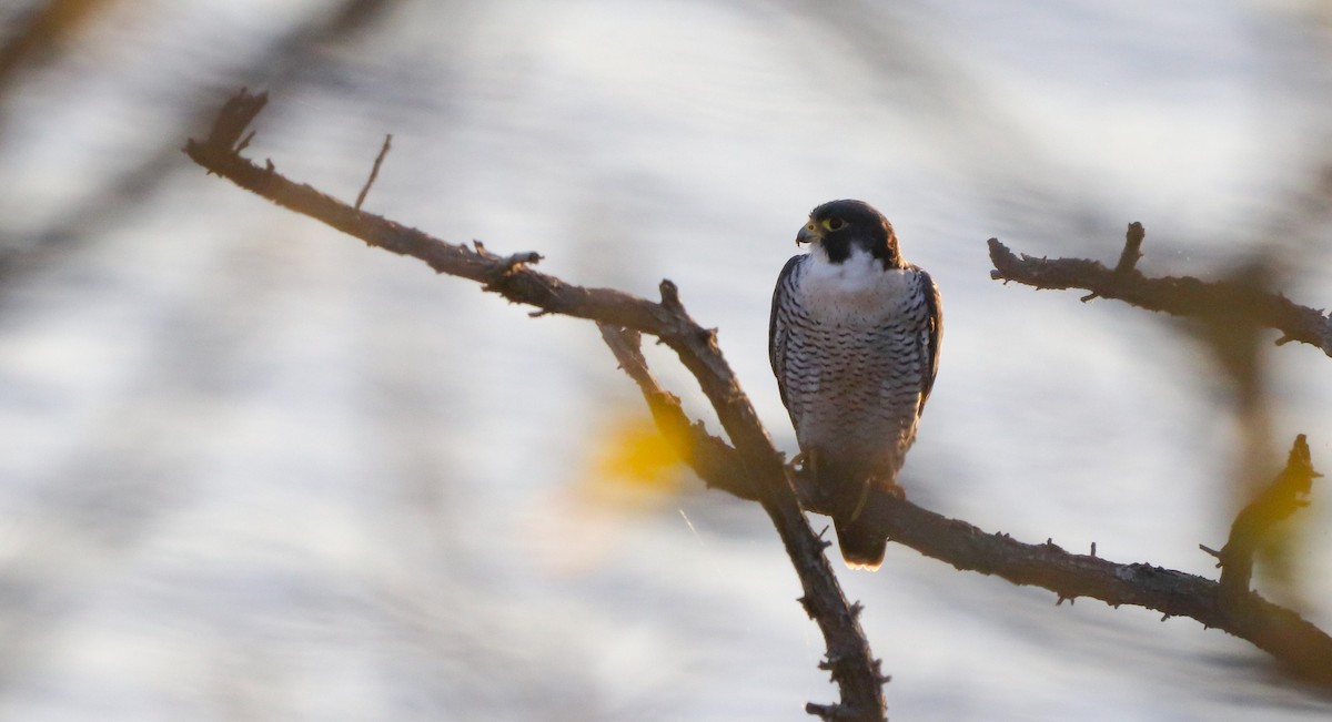 Peregrine Falcon (Eurasian) - ML645320593