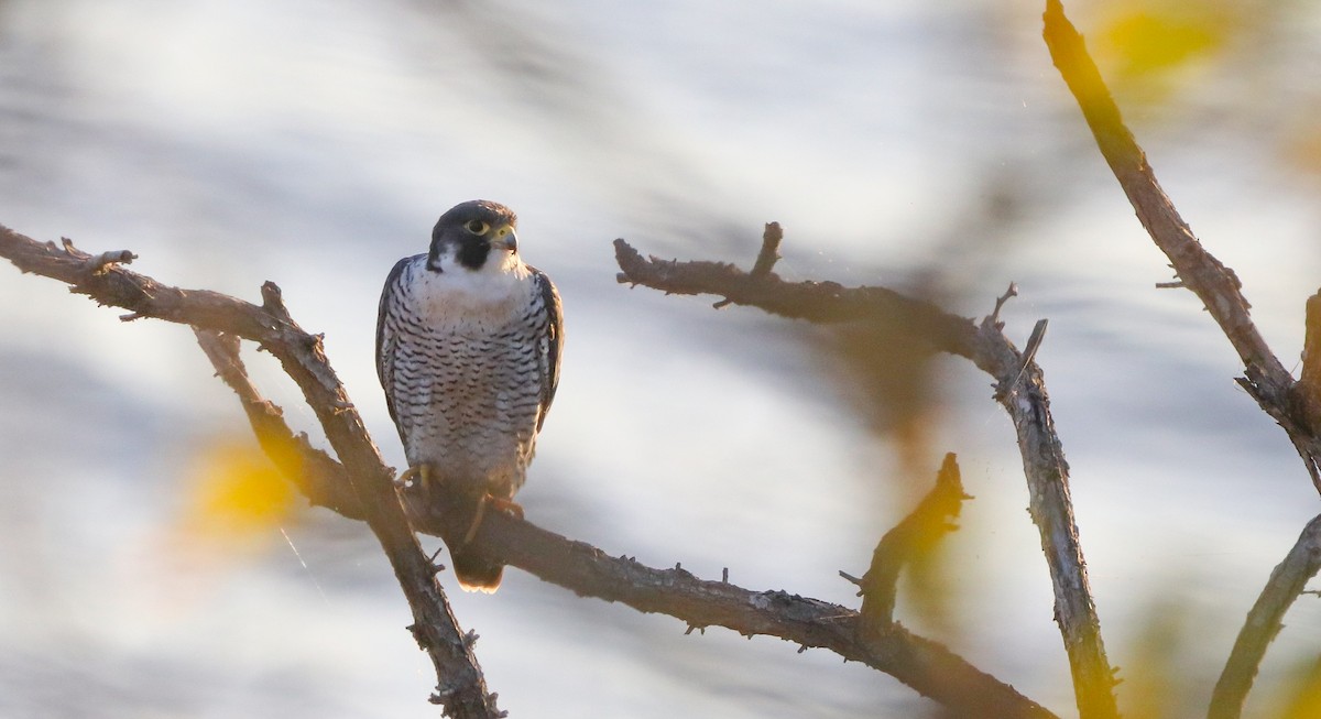 Peregrine Falcon (Eurasian) - ML645320594