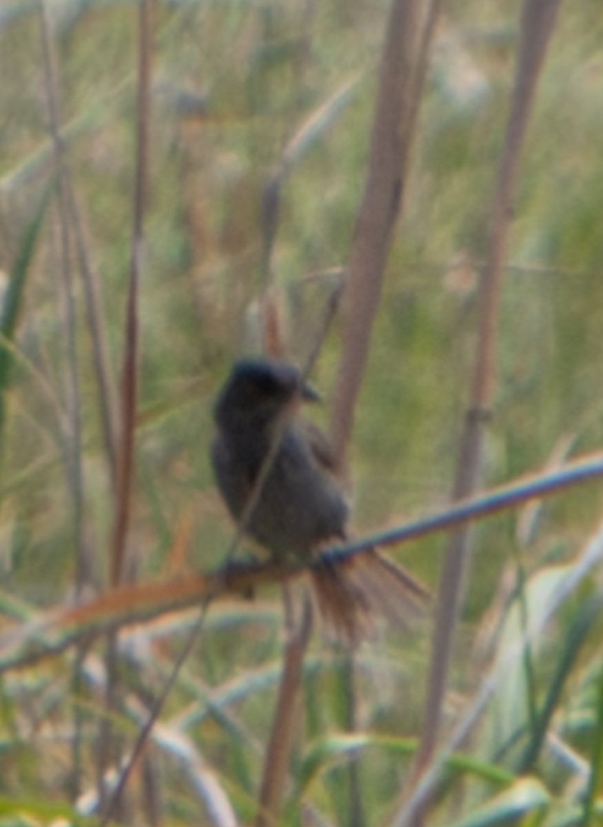 Seaside Sparrow - ML645320595