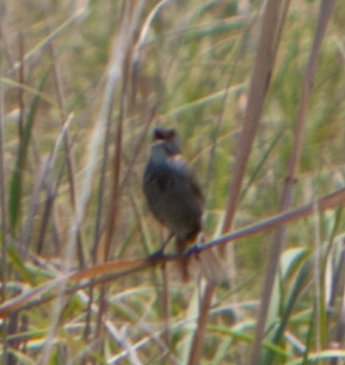 Seaside Sparrow - ML645320596