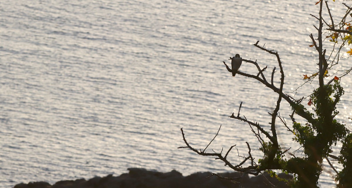 Peregrine Falcon (Eurasian) - ML645320597