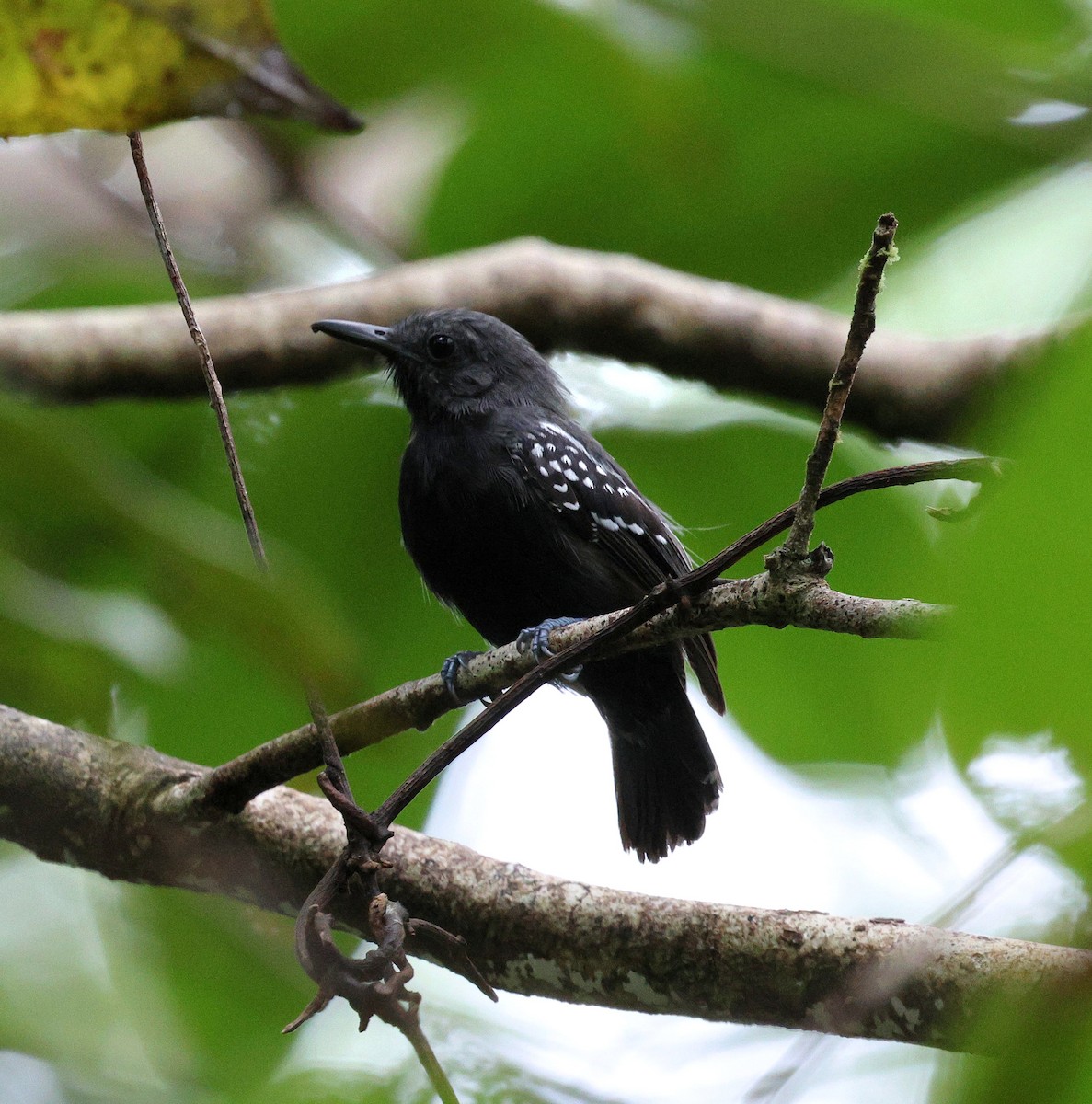 White-flanked Antwren - ML645320598