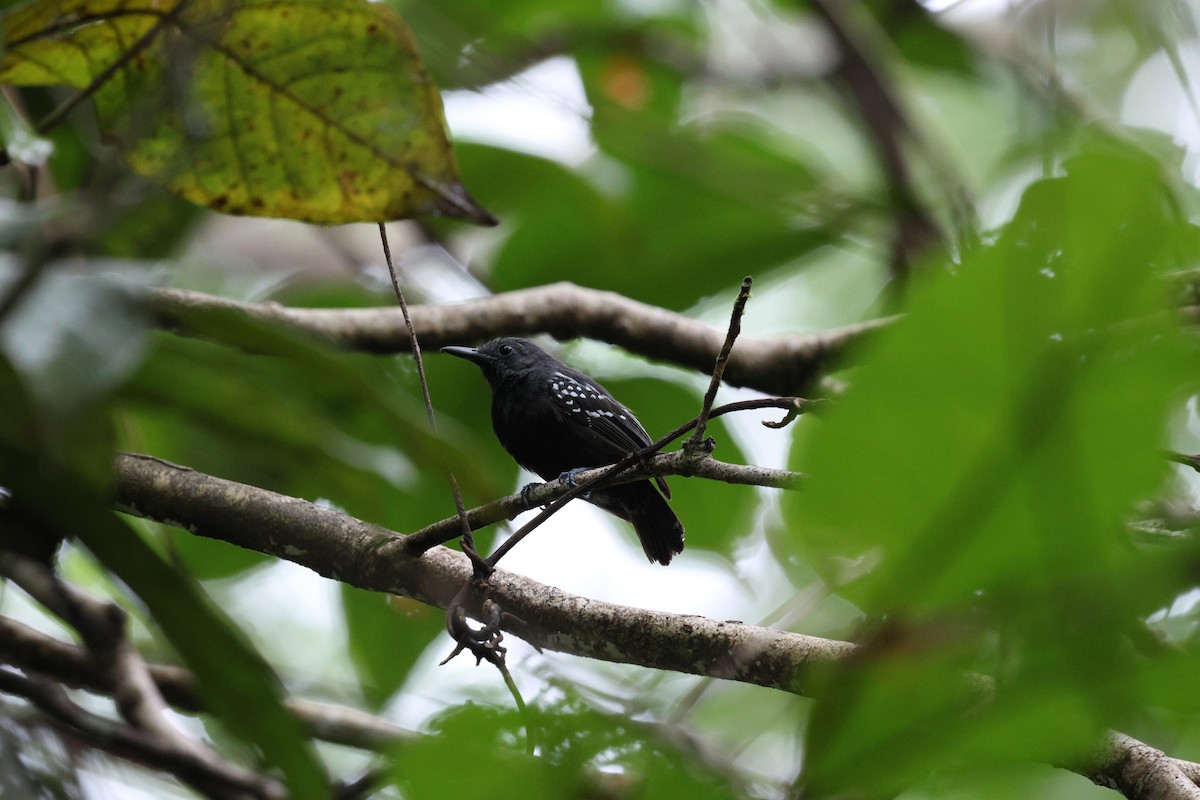 White-flanked Antwren - ML645320599