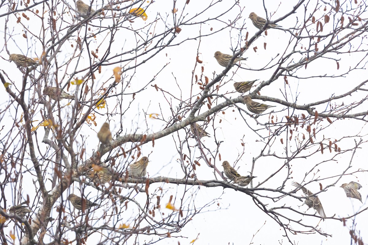 Pine Siskin - ML645320603