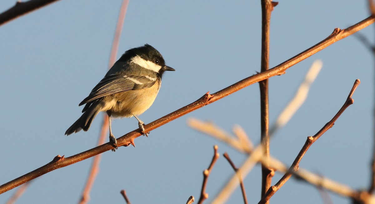 Coal Tit - ML645320604