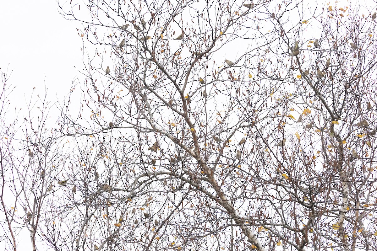 Pine Siskin - ML645320605