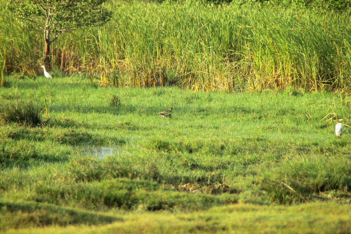 Eurasian Whimbrel - ML645320606