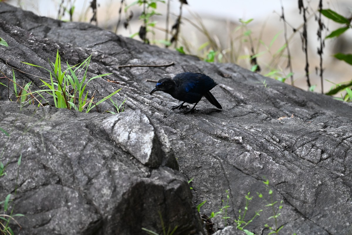 Malabar Whistling-Thrush - ML645320608