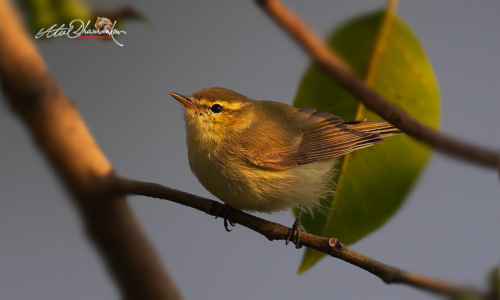 Greenish Warbler - ML645320610