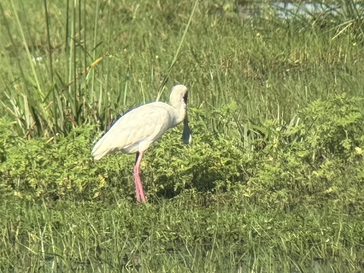 African Spoonbill - ML645320611