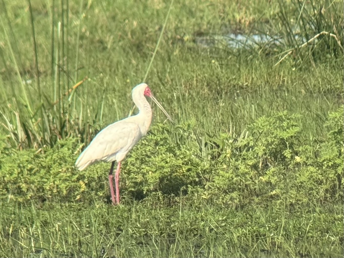 African Spoonbill - ML645320612