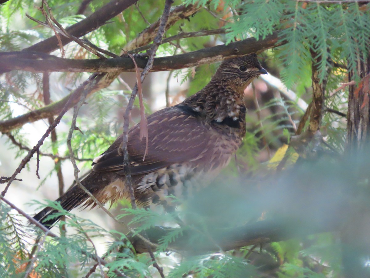 jeřábek kanadský - ML645320614