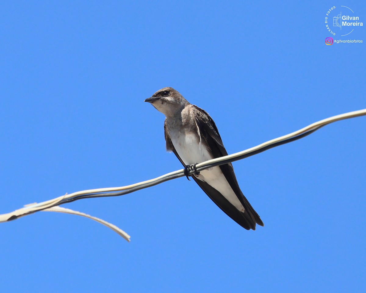 Brown-chested Martin - ML645320615