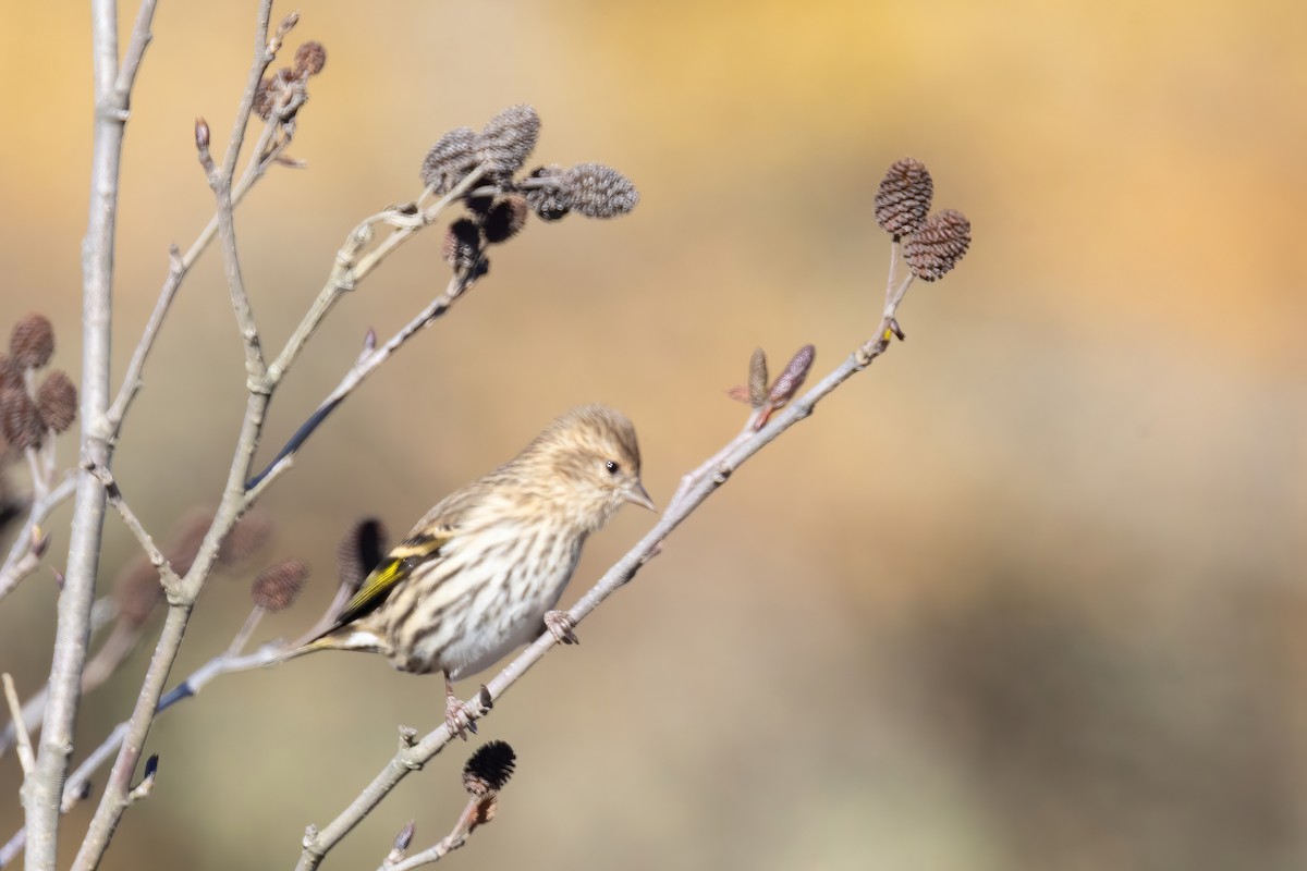 Pine Siskin - ML645320616