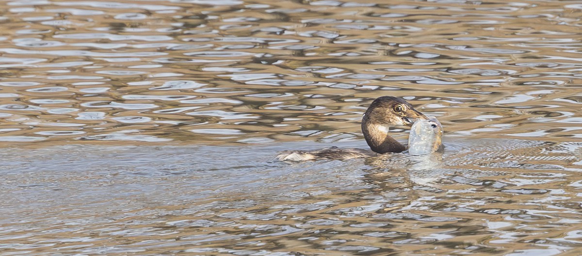 Pied-billed Grebe - ML645320617