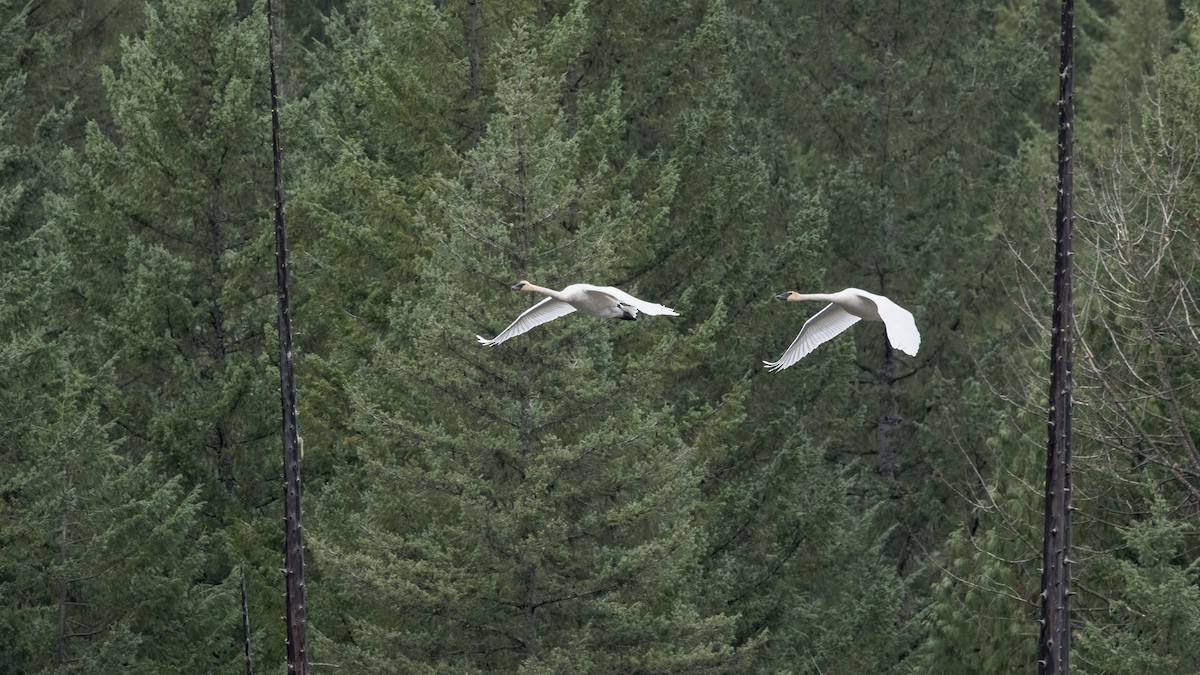 Trumpeter Swan - ML645320623