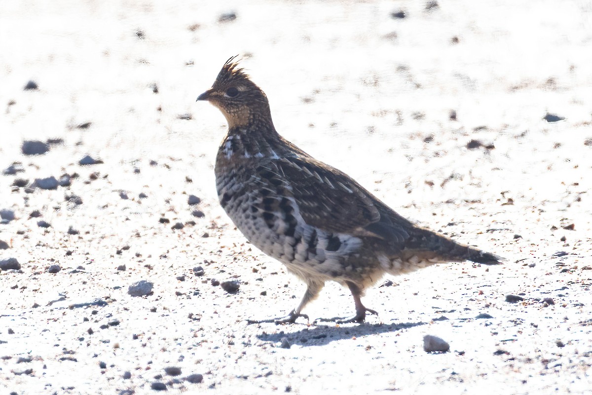 jeřábek kanadský - ML645320625