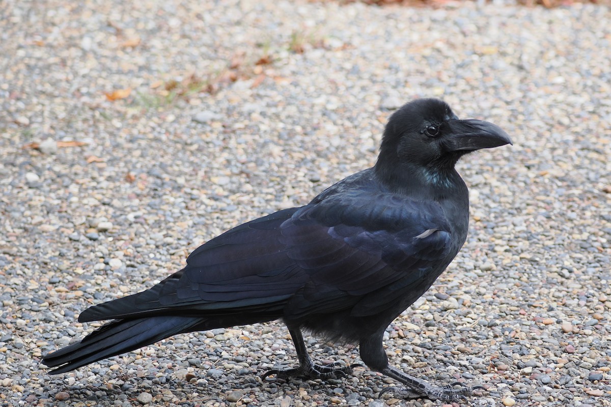 tykknebbkråke - ML645320655