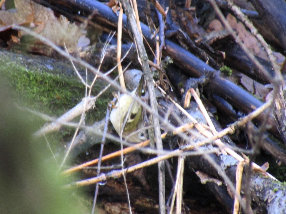 Шар мэлзэн задуулай - ML645320657