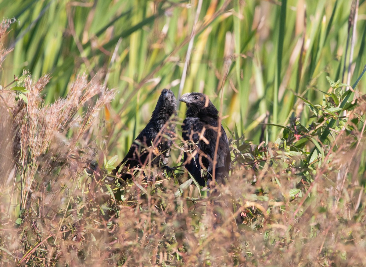 Smooth-billed Ani - ML645320665
