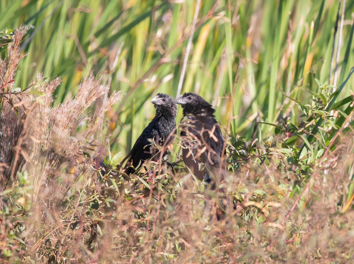 Smooth-billed Ani - ML645320666
