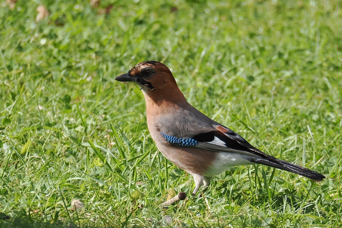 nøtteskrike - ML645320678