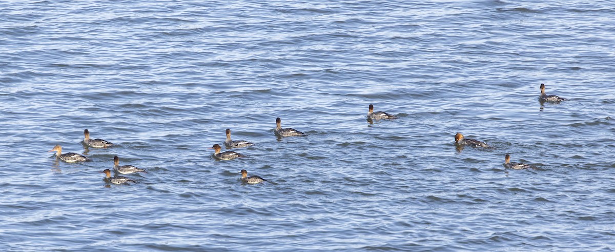 Red-breasted Merganser - ML645320689