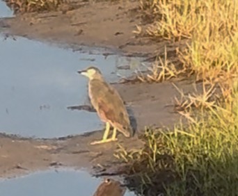 Rufous-bellied Heron - ML645320690