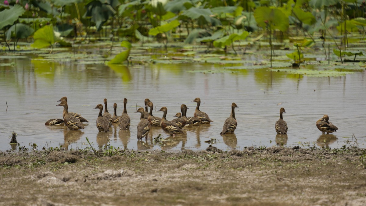 Plumed Whistling-Duck - ML645320696