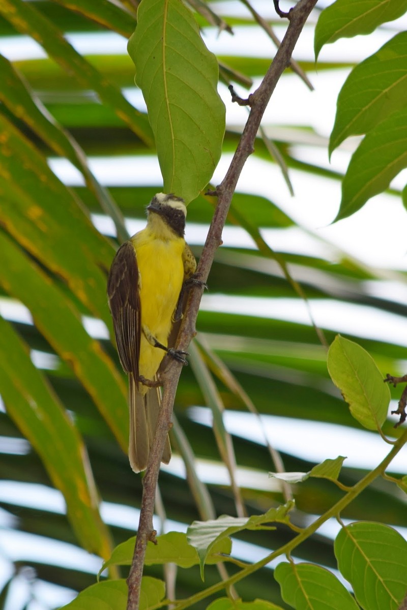 Sosyal Tiran - ML645320706