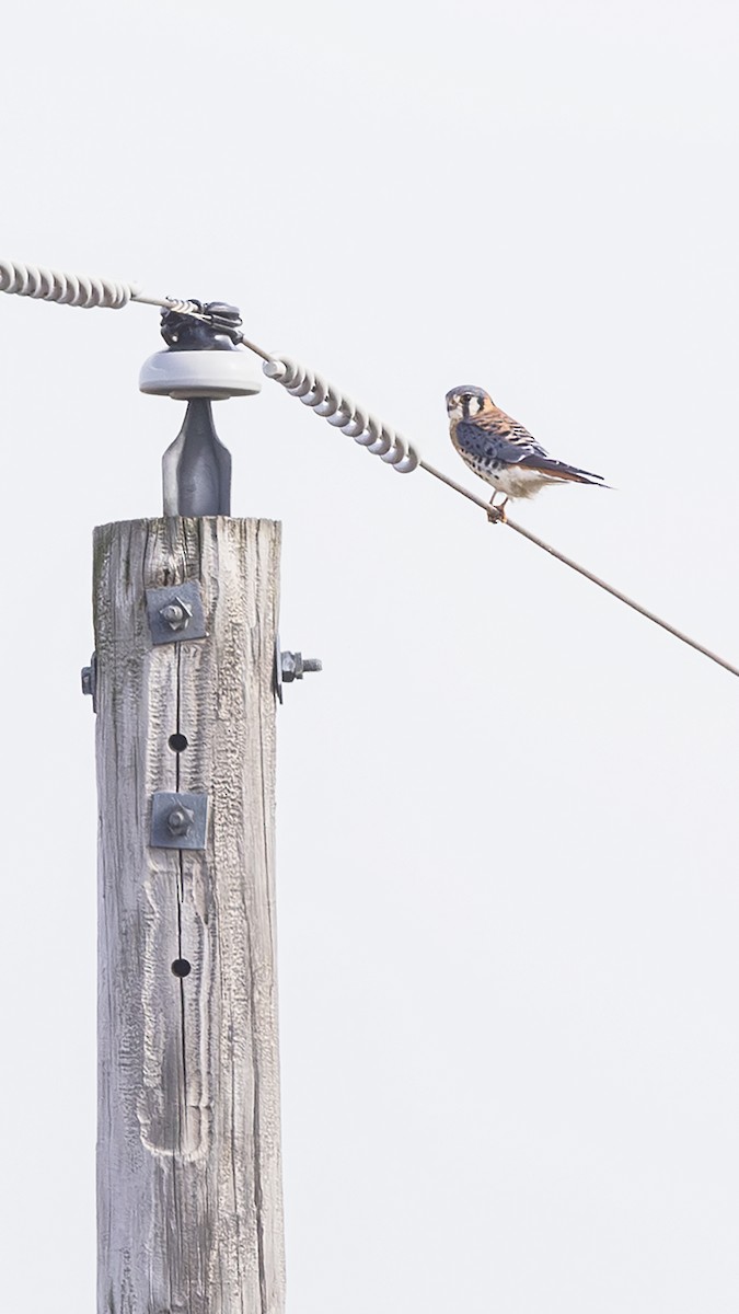 American Kestrel - ML645320708