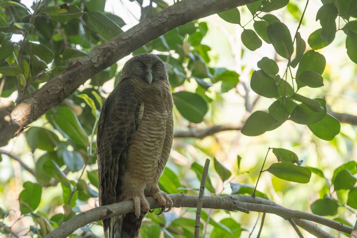 Nínox Rojizo - ML645320717