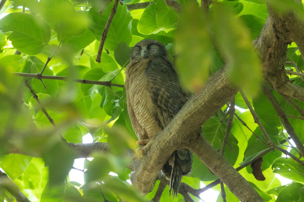 Nínox Rojizo - ML645320718