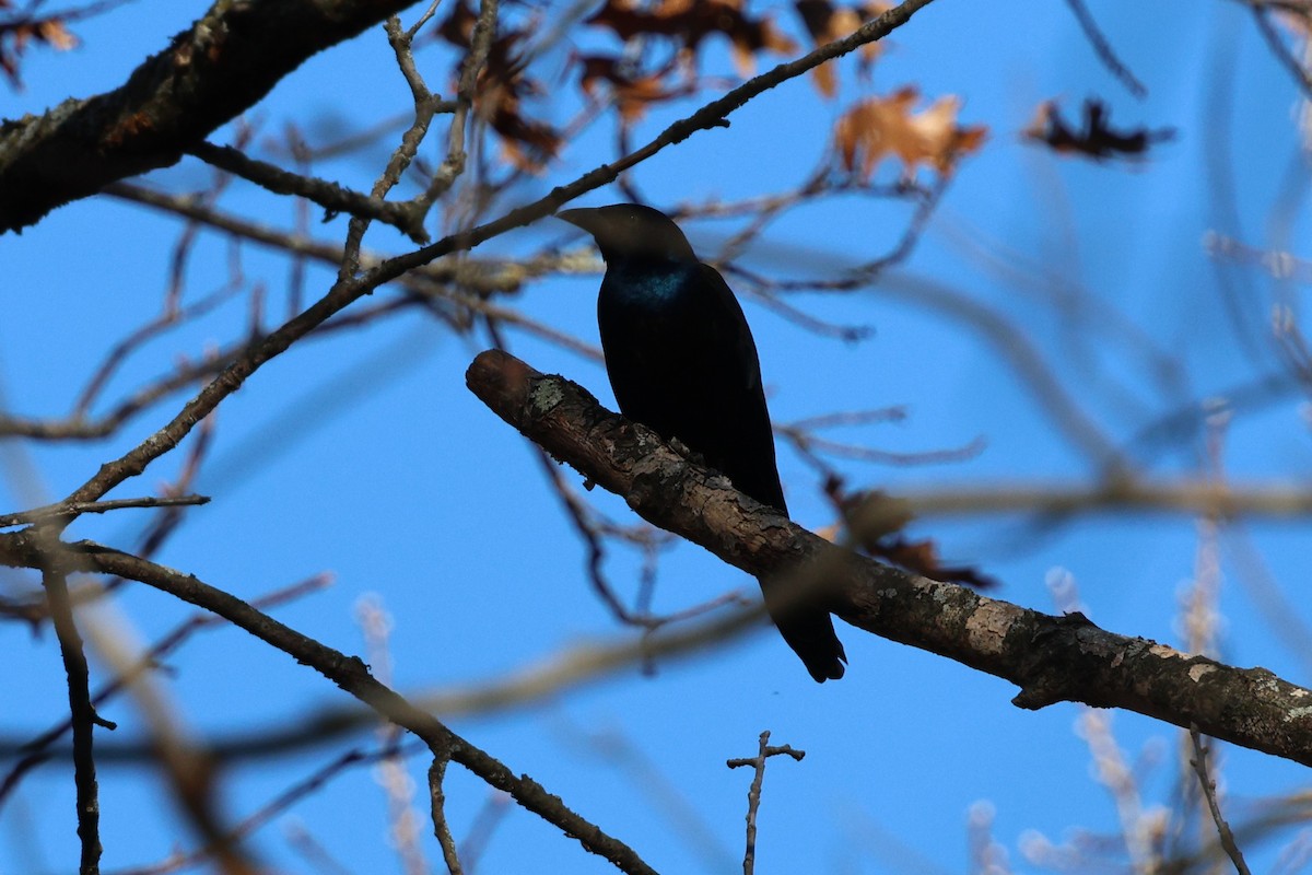 Common Grackle - ML645320733