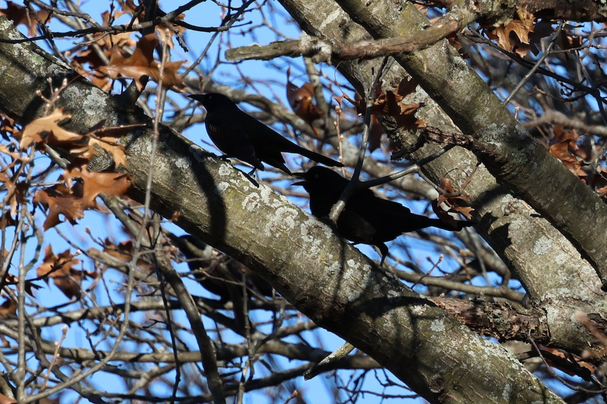 Common Grackle - ML645320734