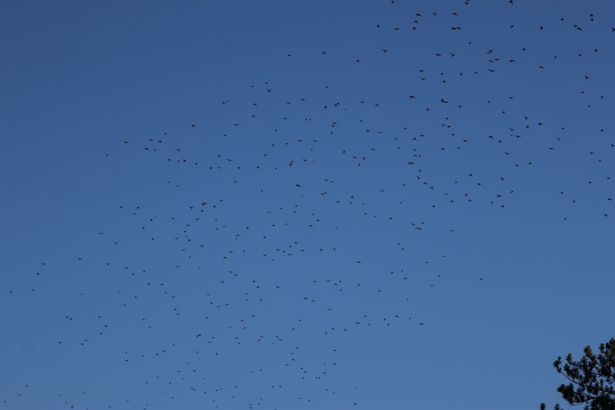 Common Grackle - ML645320735