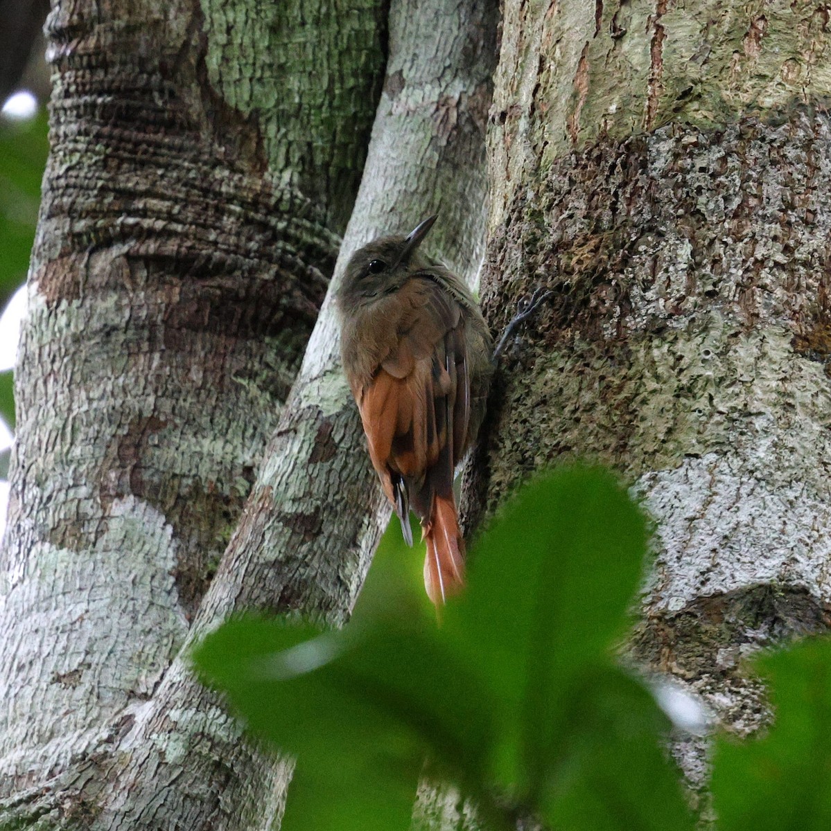 Olivaceous Woodcreeper - ML645320738