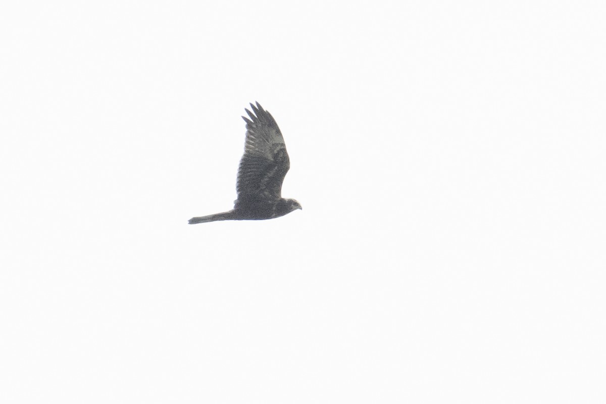Eastern Marsh Harrier - ML645320739