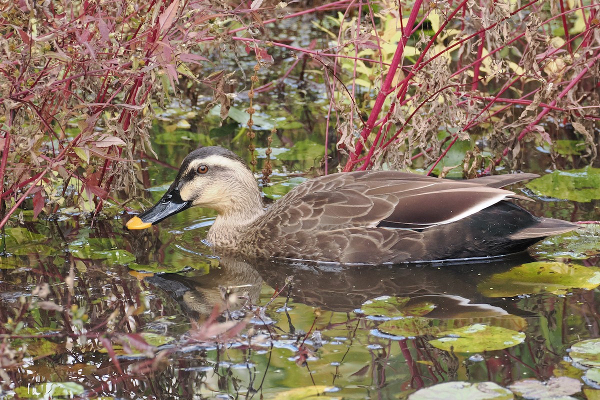 kinaand - ML645320741