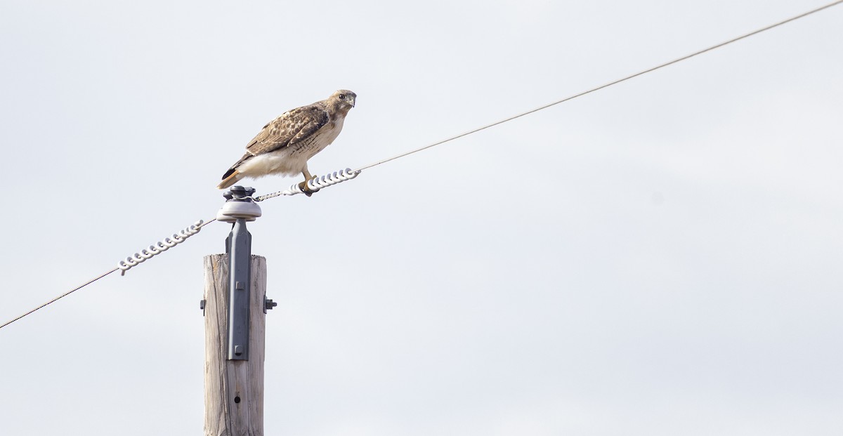 Red-tailed Hawk - ML645320757