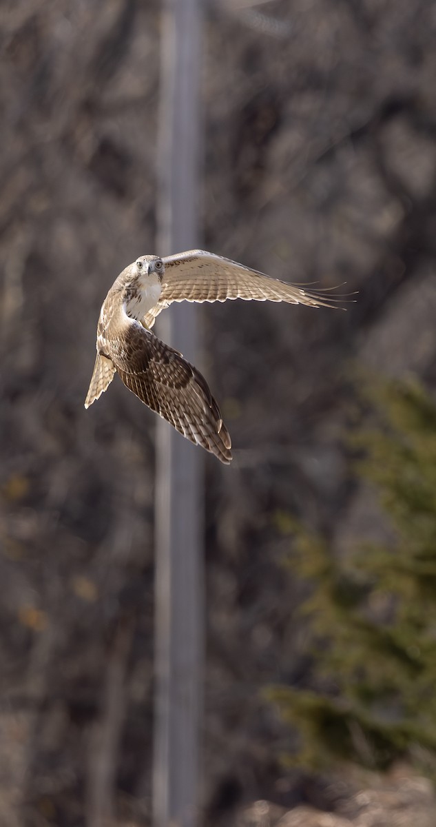 Red-tailed Hawk - ML645320758