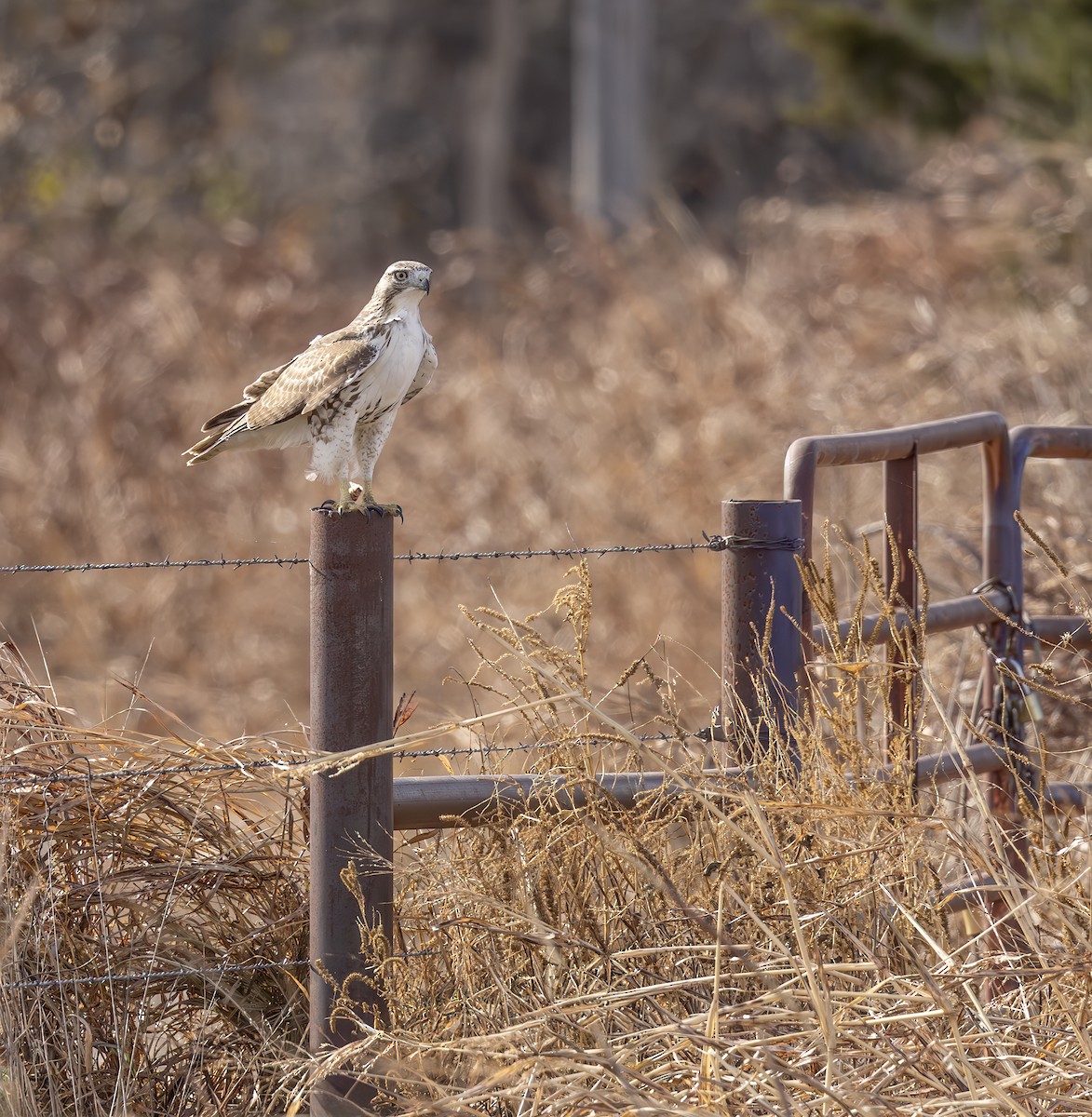 Red-tailed Hawk - ML645320759