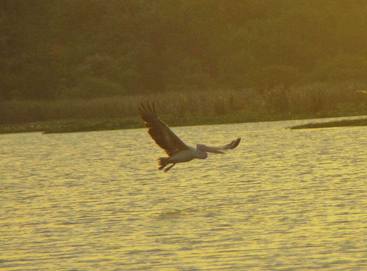 Spot-billed Pelican - ML645320792