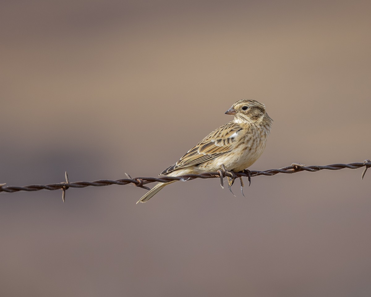 Smith's Longspur - ML645320796