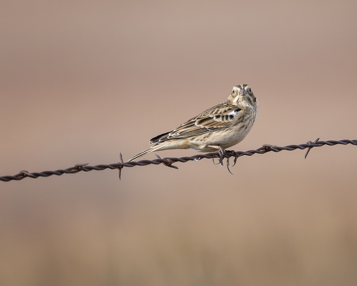 Smith's Longspur - ML645320797