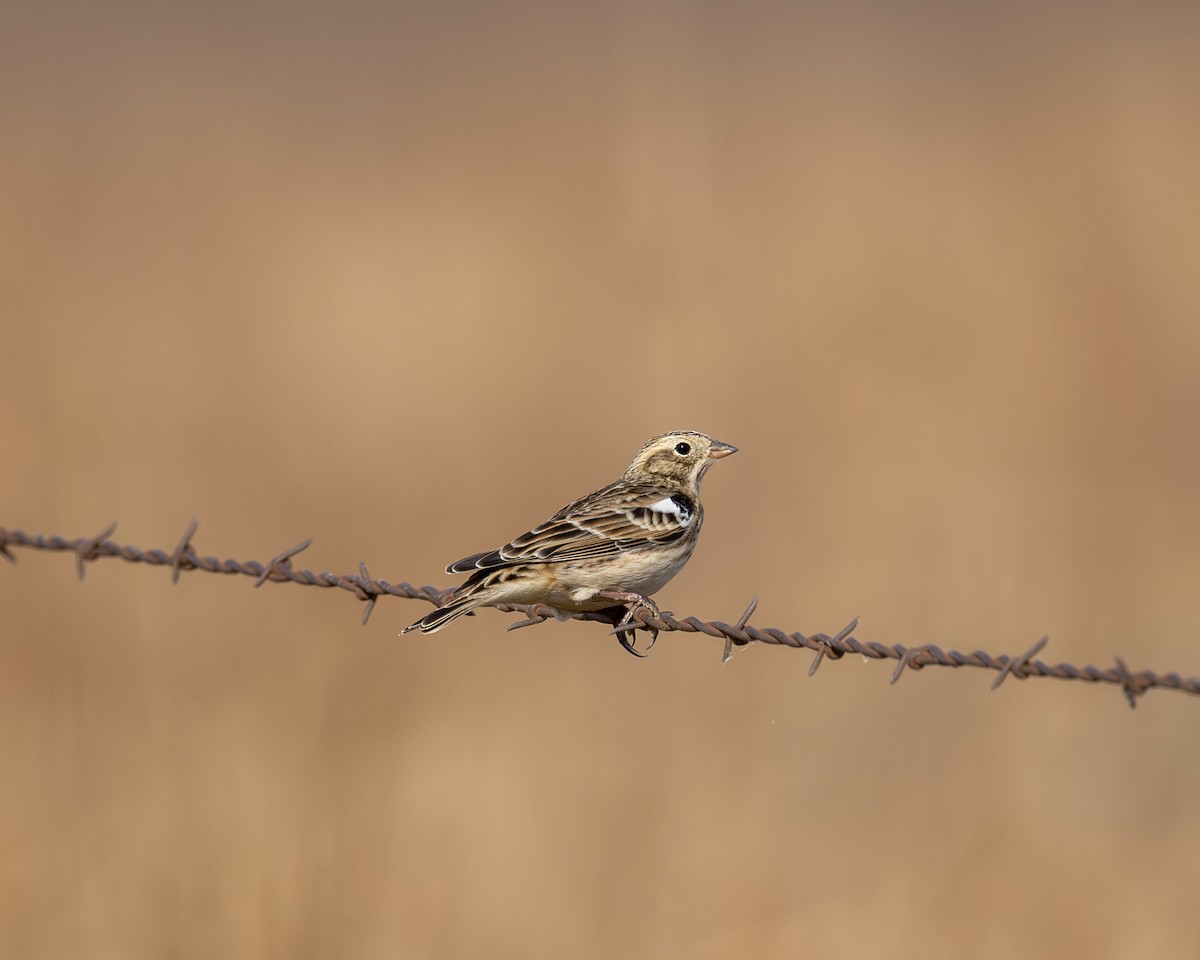 Smith's Longspur - ML645320799