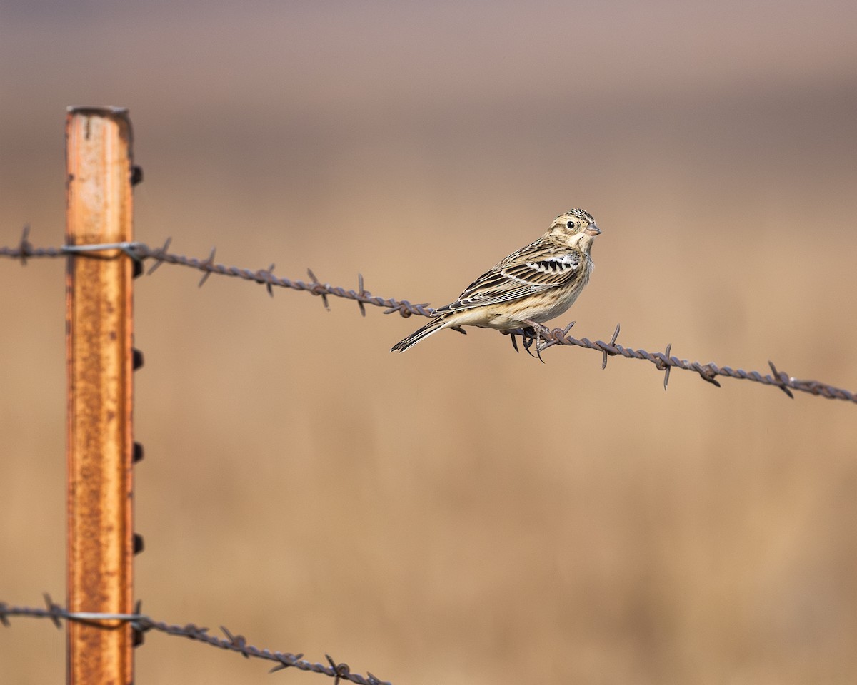 Smith's Longspur - ML645320800